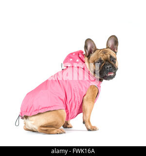 Französische Bulldogge Studioportrait in Kleidung isoliert auf weiss Stockfoto