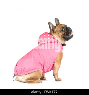 Französische Bulldogge Studioportrait in Kleidung isoliert auf weiss Stockfoto