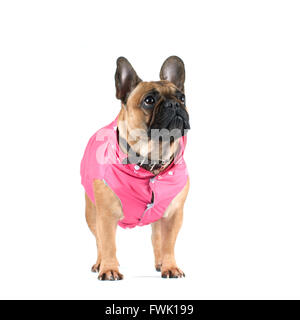 Französische Bulldogge Studioportrait in Kleidung isoliert auf weiss Stockfoto