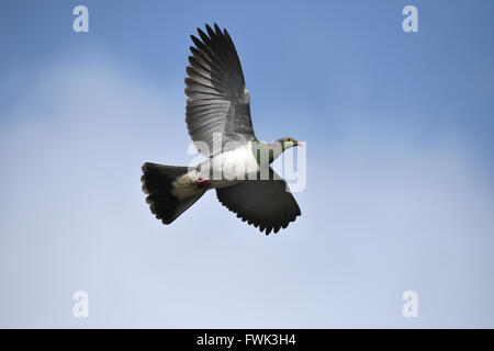 New Zealand Taube oder Kereru - Hemiphaga novaeseelandiae Stockfoto