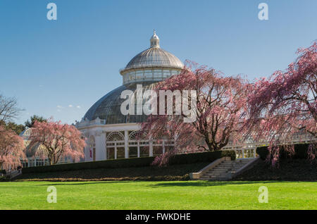 Enid A. Haupt Wintergarten mit blühenden Kirschbäume Bäume an der New York Botanical Gardens in der Bronx, New York City. Stockfoto