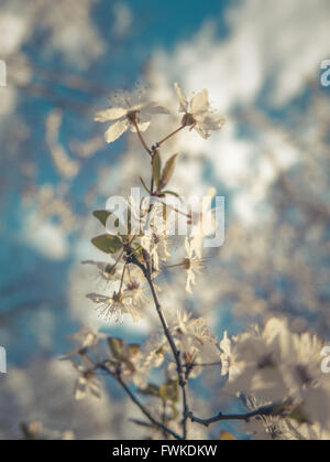 Weiße Apple Blossom für den Frühling Stockfoto