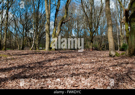 Waldweg in einer Lichtung mit natürlichem Sonnenlicht und Schatten Stockfoto