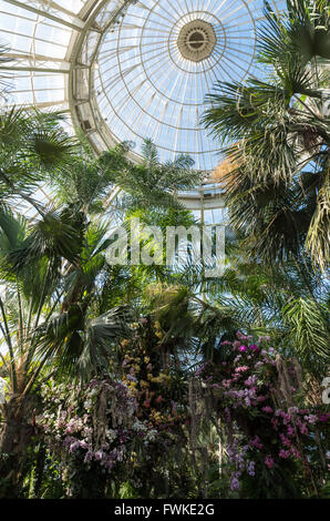 Auf der Suche nach oben am Glasdach des Pavillons der Enid A. Haupt Conservatory in New York Botanical Garden mit Orchideen und Bäumen Stockfoto