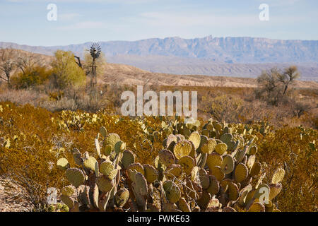 Windmühle Wasser Pumpe, Dugout Wells, Big Bend National Park, Texas, USA Stockfoto