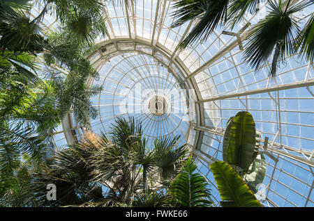 Auf der Suche nach oben am Glasdach des Pavillons der Enid A. Haupt Conservatory in New York Botanischer Garten mit Pflanzen und Bäumen Stockfoto