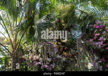 Anzeige von Orchideen und Palmen im Enid A. Haupt Wintergarten im New York Botanical Garden Stockfoto