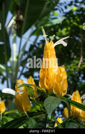 Nahaufnahme der Blüte gelbe Hochblätter des Werks Lollipop (Pachystachys Lutea - Acanthaceae) Stockfoto