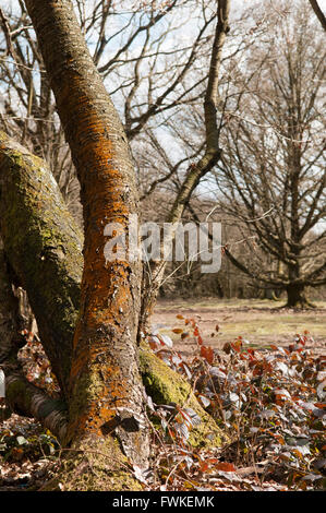 Waldweg in einer Lichtung mit natürlichem Sonnenlicht und Schatten Stockfoto