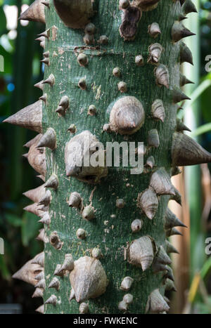 Nahaufnahme von der Stacheln am Stamm eines Baumes Floss-Seide (Ceiba Speciosa - Malvaceae) Stockfoto