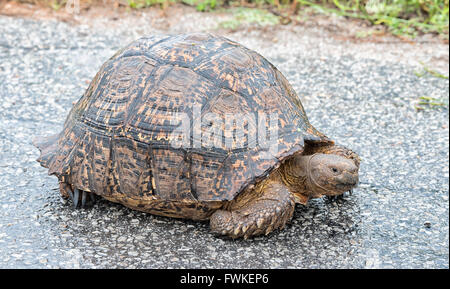 Eine nasse Pantherschildkröte, Stigmochelys Pardalis, auf einer Straße Stockfoto