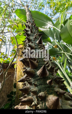 Suche nach oben entlang der Stacheln am Stamm eines Baumes Floss-Seide (Ceiba Speciosa - Malvaceae) in einem Wintergarten Stockfoto