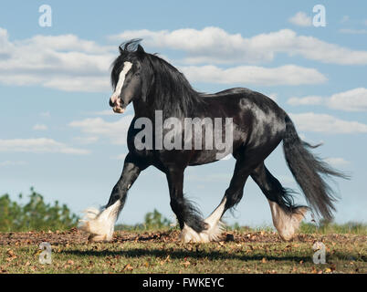 Gypsy Vanner horse Hengst Stockfoto