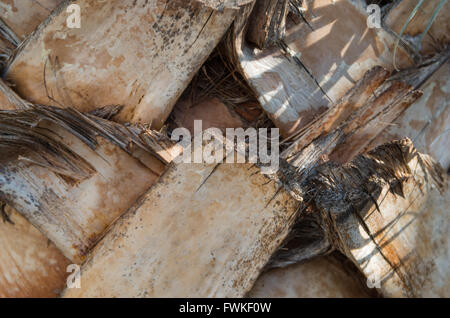 Nahaufnahme von gewebten Baumstamm eine mexikanische Fächerpalme (Washingtonia Robusta - Areacaceae) Stockfoto