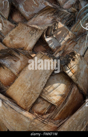 Nahaufnahme von gewebten Baumstamm eine mexikanische Fächerpalme (Washingtonia Robusta - Areacaceae) Stockfoto