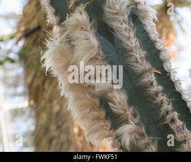 Nahaufnahme von einem wolligen Torch Kaktus (Pilosocereus Leucocephalus - Cactaceae) in einem Wintergarten Stockfoto