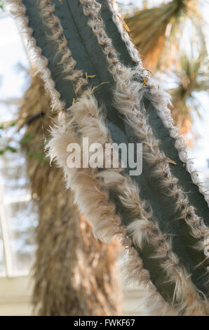 Nahaufnahme von einem wolligen Torch Kaktus (Pilosocereus Leucocephalus - Cactaceae) in einem Wintergarten Stockfoto