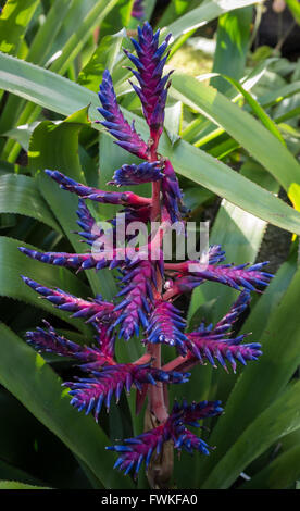 Rosa und lila / blau Blume Stiele der Aechmea "Blue Tango" Sorte (Bromeliaceae / Bromelie) Stockfoto