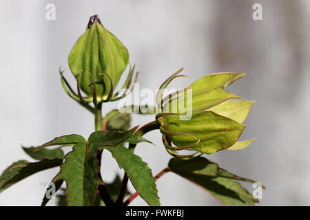 Hibiscus Moscheutos oder bekannt als Mitternacht Marvel Hibiskus Blütenknospe Stockfoto