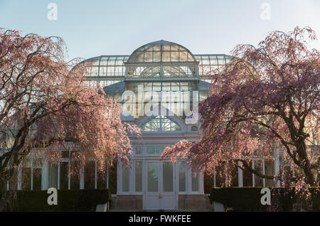 Enid A. Haupt Wintergarten mit blühenden Kirschbäume Bäume an der New York Botanical Gardens in der Bronx, New York City. Stockfoto