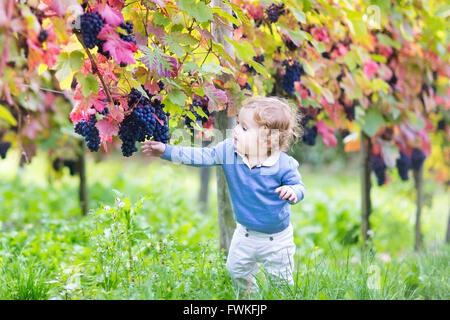 Niedlichen Mädchen essen frische reife Trauben in einem schönen sonnigen Herbst Rebe Hof Stockfoto