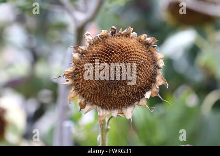 Die Hälfte gegessen getrocknet Sonnenblumenkerne Krone Stockfoto