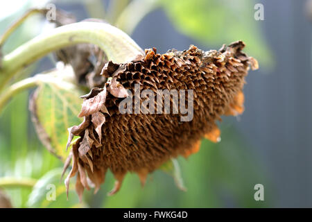 Nahaufnahme von halb gegessen getrockneten Sonnenblumenkernen Krone Stockfoto