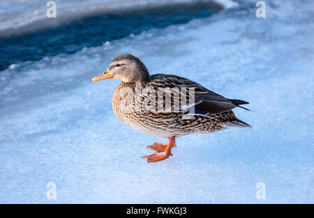 Einzelnen weiblichen Stockente stehend auf Eis auf dem Fluss. Stockfoto