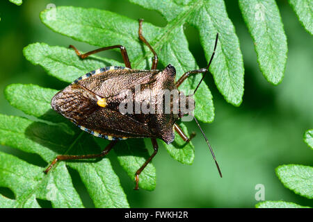 Rotbeinige Shieldbug (Pentatoma Art). Eine schillernde True-Bug in der Familie Pentatomidae, metallische Färbung zeigt Stockfoto
