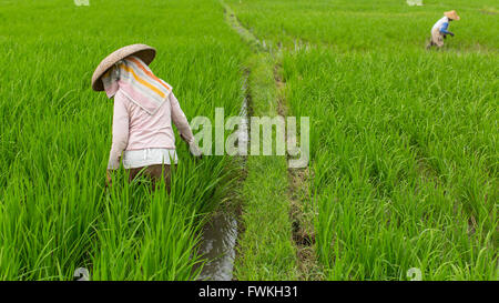 Indonesische Bauern in den Reisfeldern. Stockfoto