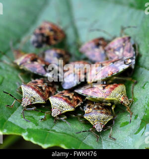 Übergeordnete Shieldbugs (Elasmucha Grisea). Gruppe von ausgewachsenen Wanzen in der Familie Acanthosomatidae, auf Erlen (Alnus) Blatt Stockfoto