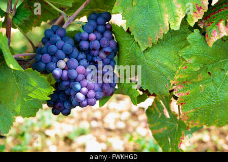 Roten Pinot Noir roten Weintrauben Burgund Weinberg Frankreich. Stockfoto