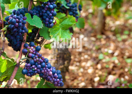 Roten Pinot Noir Wein Trauben Burgund Weinberg Frankreich. Stockfoto