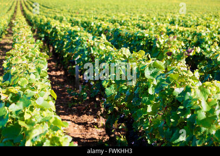 Pinot Noir Rotweintrauben Weinberg Burgund Frankreich Stockfoto