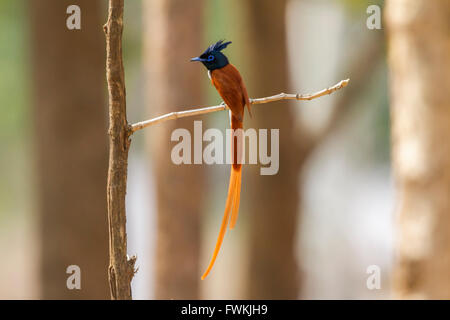 Die indische Paradise Flycatcher (Terpsiphone Paradisi), ist mittlere passerine Vogel aus Asien, die weit verbreitet ist. Stockfoto