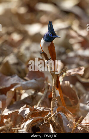 Die indische Paradise Flycatcher (Terpsiphone Paradisi), ist mittlere passerine Vogel aus Asien, die weit verbreitet ist. Stockfoto