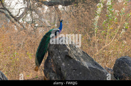 Pfauen oder ein Pfau auf einem Felsen sitzen Stockfoto