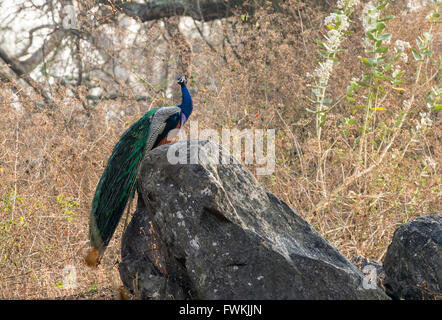 Pfauen oder ein Pfau auf einem Felsen sitzen Stockfoto