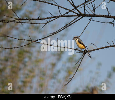 Long-tailed Shrike Stockfoto