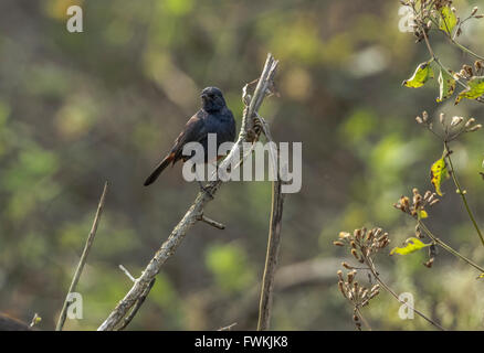 Männchen der Pied Bushchat, der schöne schwarze Vogel auf das Holz im sehr grünen Hintergrund stehend Stockfoto