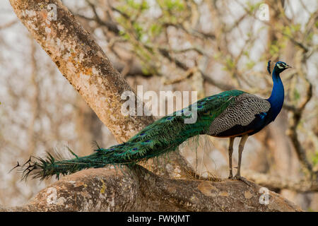 Ein schöner Pfau auf Baum Stockfoto