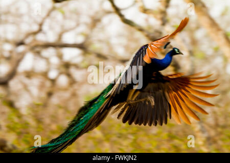 Fliegende indischen Pfauen (Pavo Cristatus) in der wirklichen Natur mit Flügeln Stockfoto