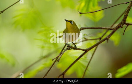 Oriental White Eye Vogel Stockfoto