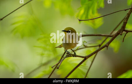 Oriental White Eye Vogel Stockfoto