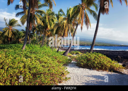 Die tropische Schönheit entlang der Südküste von Kona an den Ort der Zuflucht National Historical Park auf der Big Island von Hawaii. Stockfoto