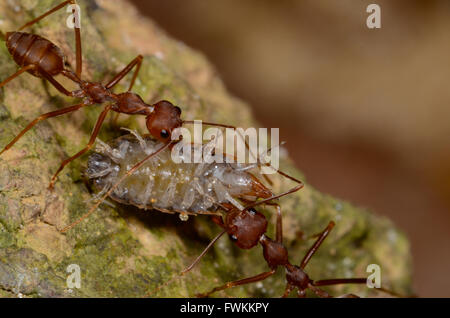 Ameisen und Opfer Stockfoto