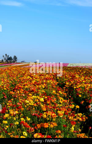 Zeilen von bunten Blumen (Ranunculus) erfüllen den blauen Himmel. Stockfoto