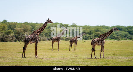 Vier Giraffen (Giraffa Plancius) stehen im Grünland im Lake Manyara National Park, Tansania, Afrika Stockfoto