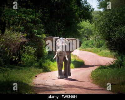 Großer Elefantenbulle (Loxodonta Africana), die zu Fuß unterwegs in Lake Manyara National Park, Tansania, Afrika Stockfoto