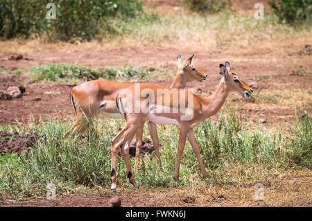 Zwei weibliche Impala (Aepyceros Melampus) Beweidung in Lake Manyara National Park, Tansania, Afrika Stockfoto